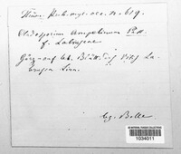 Image Associated With the Occurence